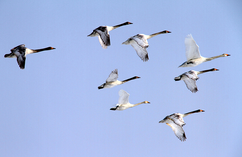 ��ʳ;�е�����