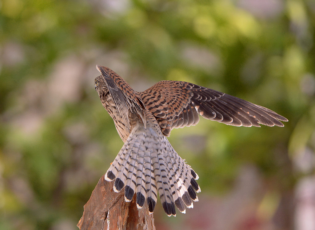 DSC_5033.jpg