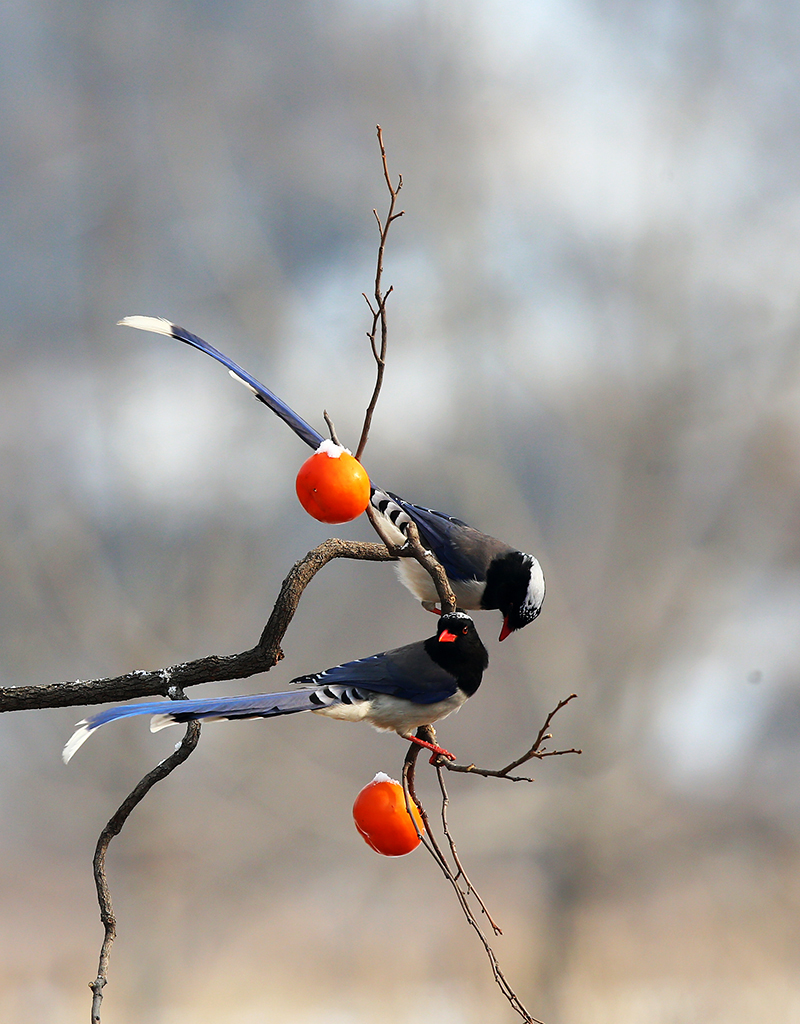 04 - ����.jpg