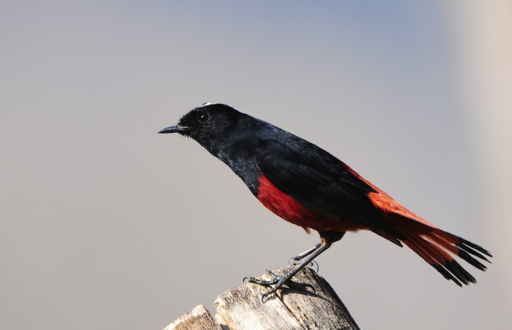 DSC_0396.jpg