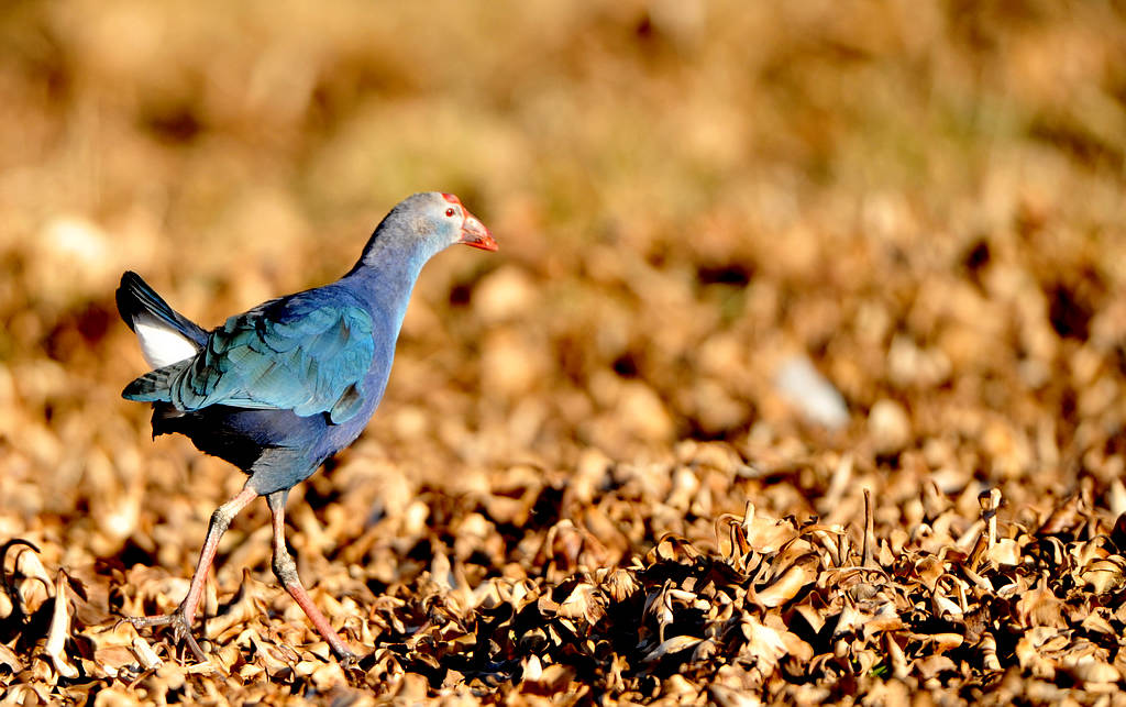 DSC_9013  3.jpg