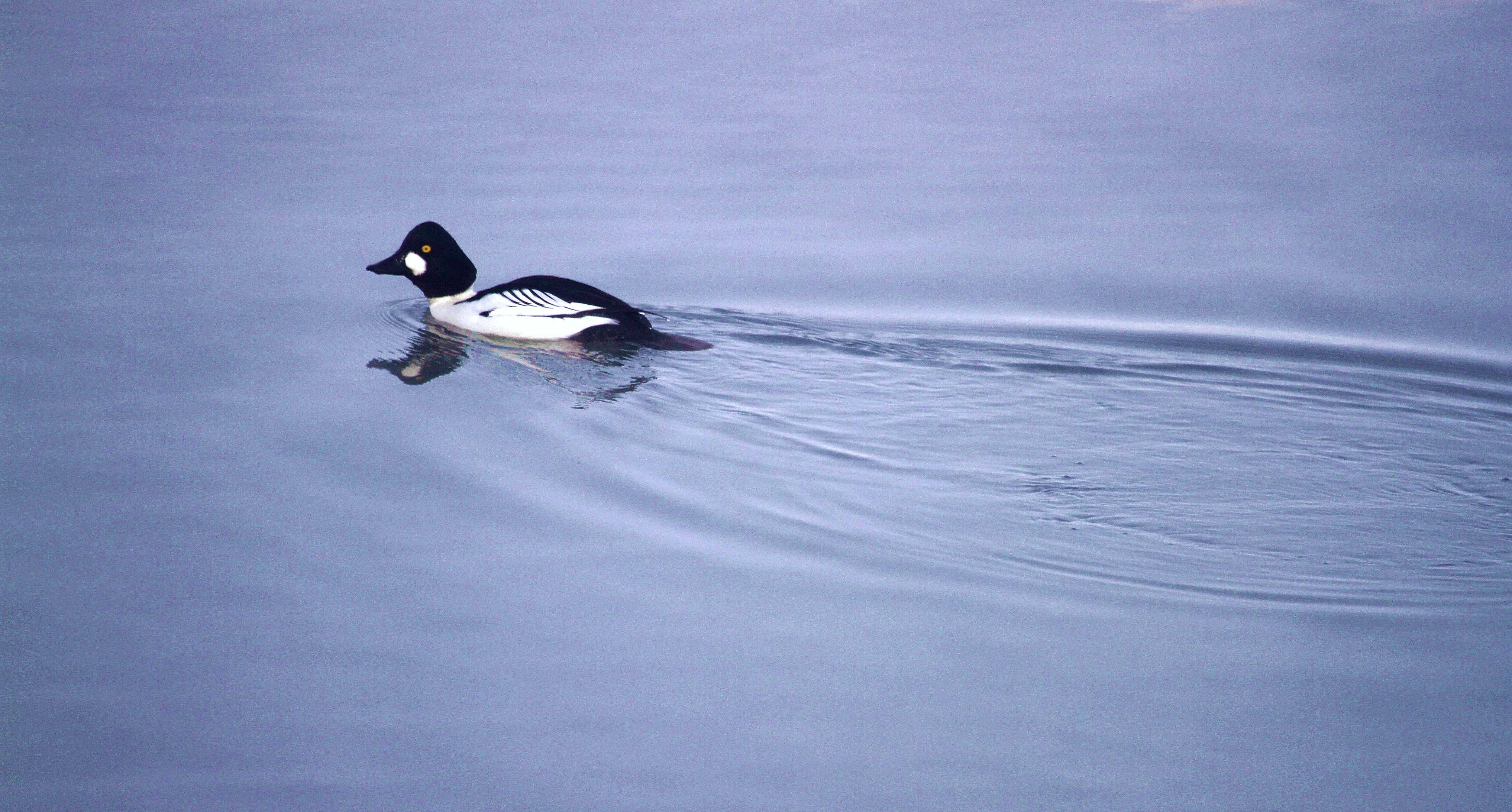 ������ѩ