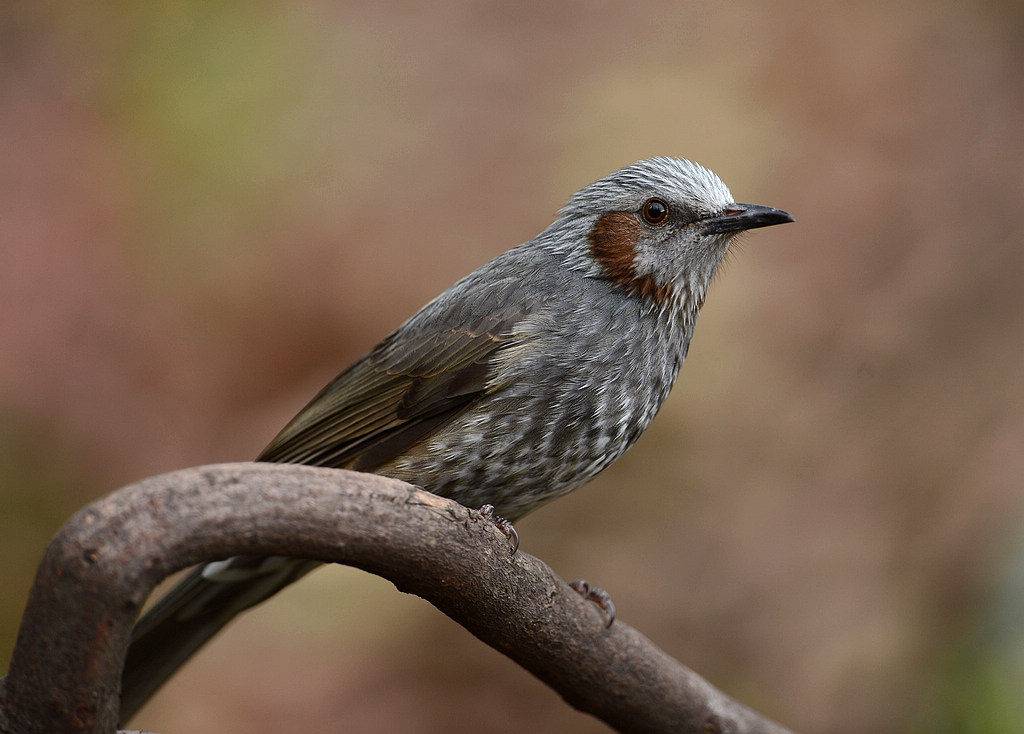 DSC_2888   3.jpg