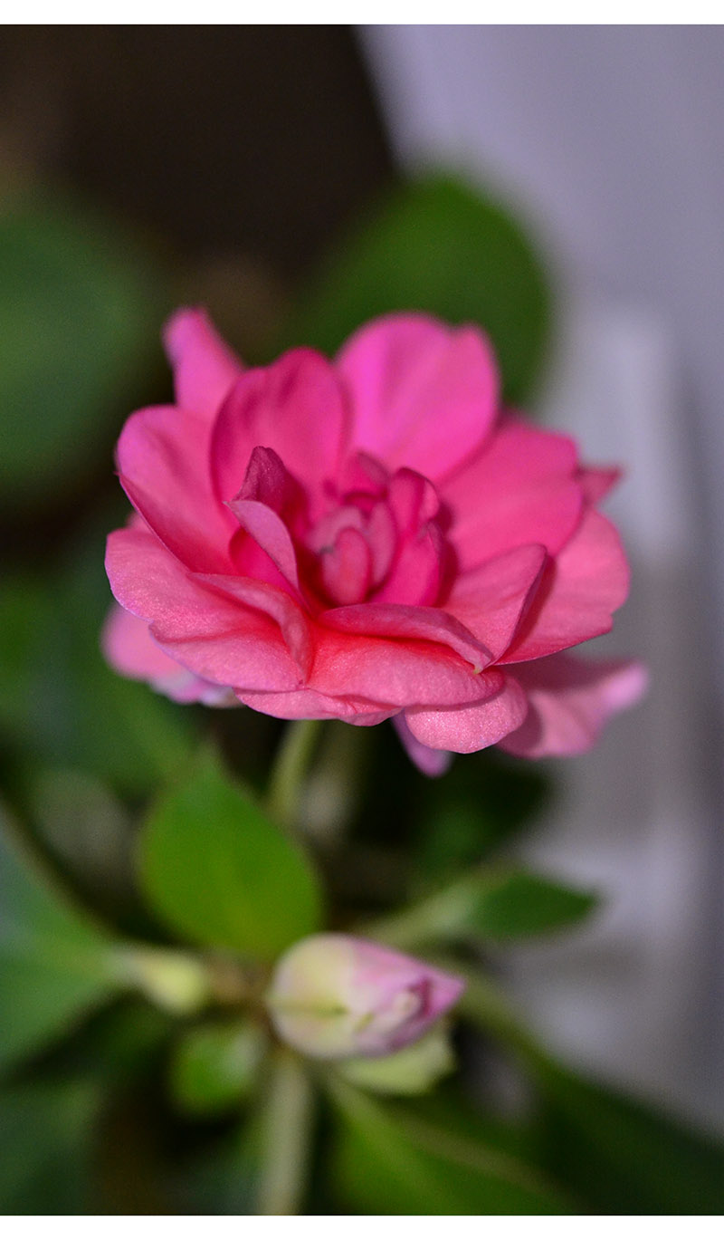 ��ת 2014��1��22��С����Ƭ ����010.jpg