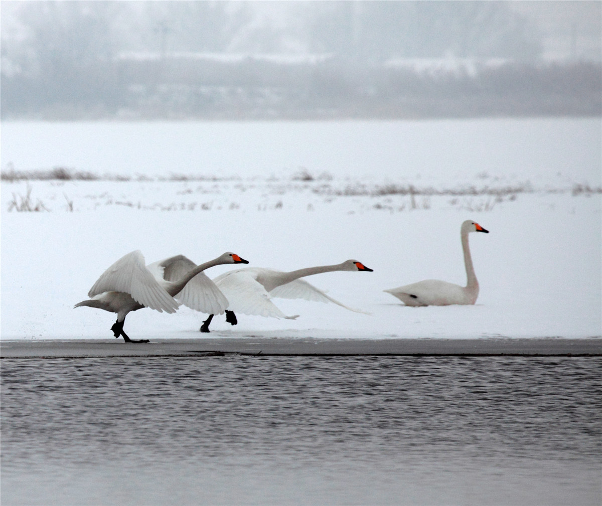 ���� (1).jpg