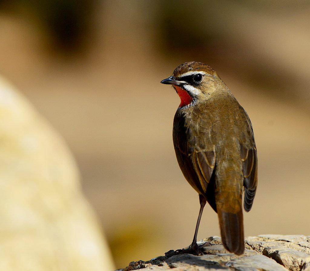 DSC_8714.jpg