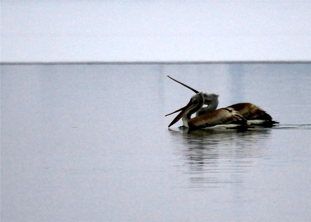 ������ (1).jpg