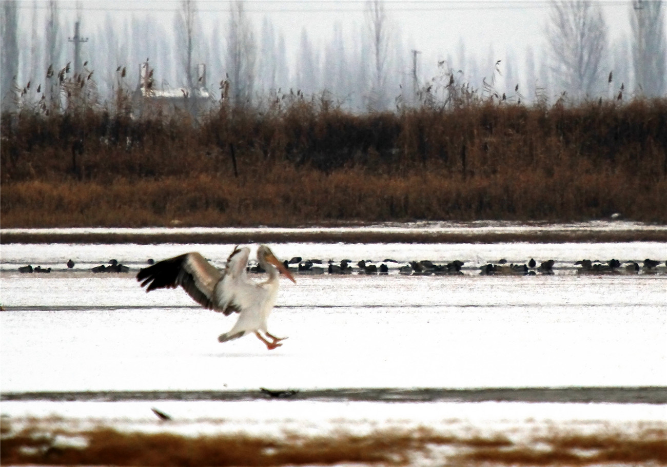 ѩ�ϰ����� (2).jpg