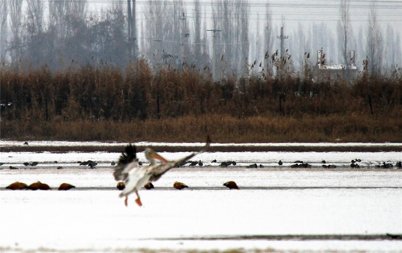 ѩ�ϰ����� (1).jpg