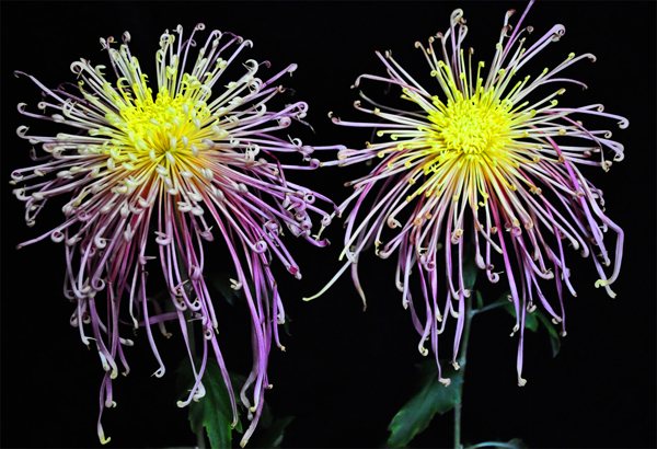 � ˫����..jpg