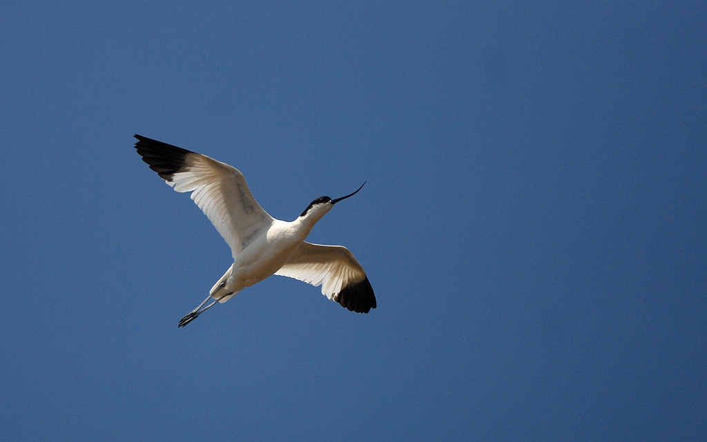 DSC_0434.jpg