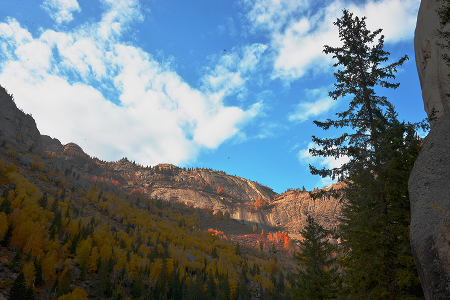 ����Ȼ�ĵ�ɫ��