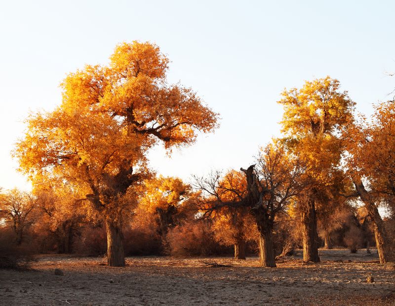 IMG_7539 ���� - ����.jpg