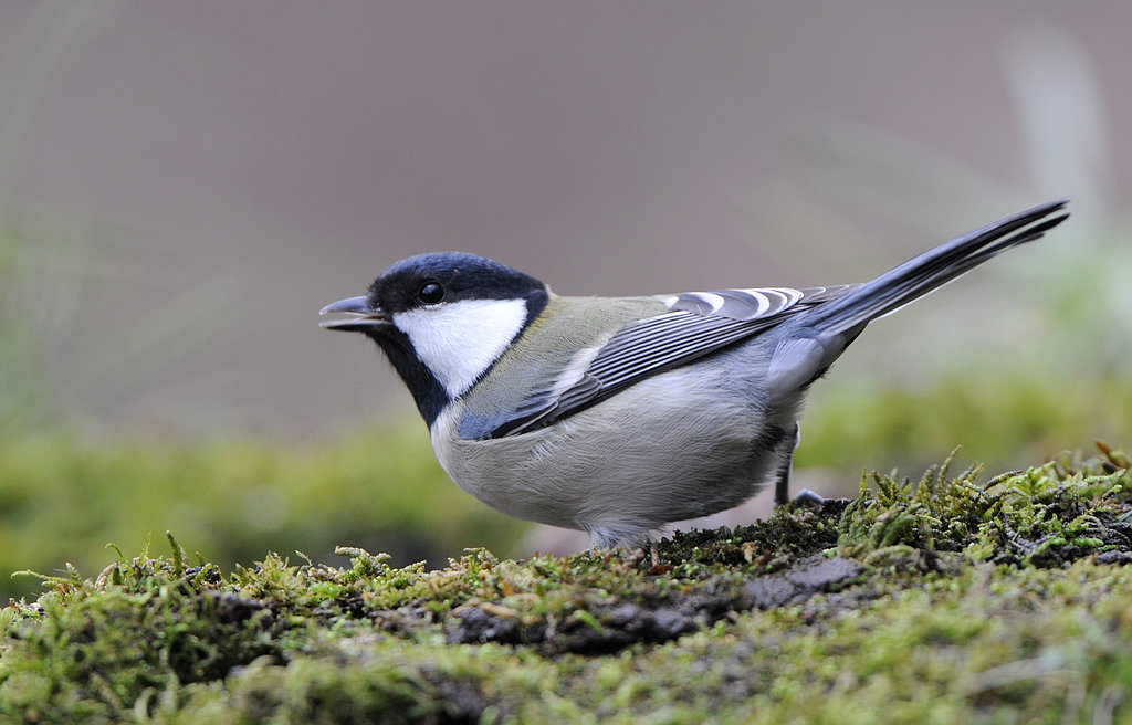 DSC_0024.JPG