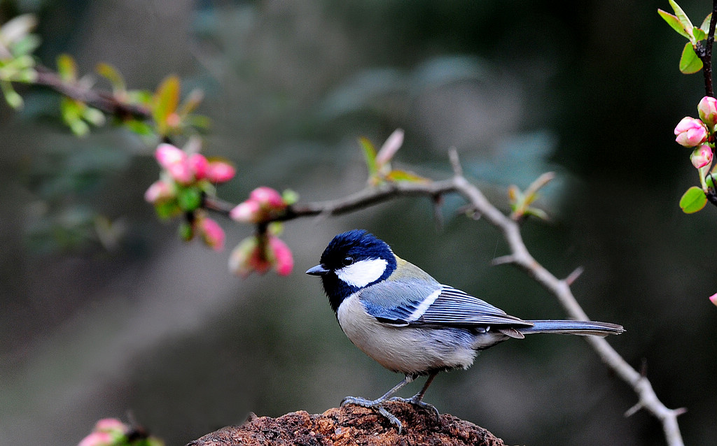 DSC_0319  1.jpg