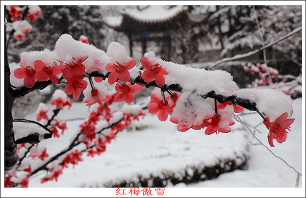 2014��2��6�յ�һ��ѩ��Ƭ2���� 01312.jpg