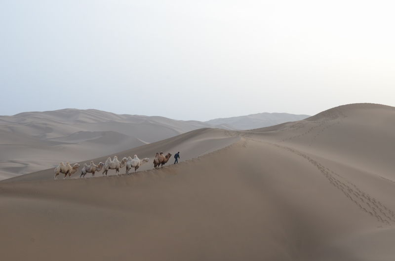 ��ɳĮ  ������