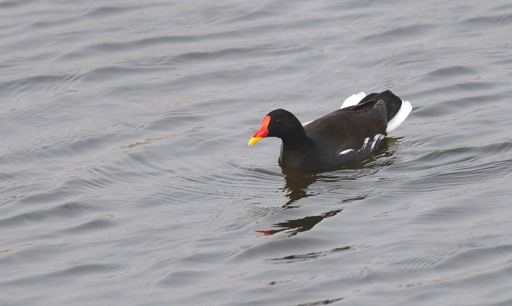 DSC_3635  1.jpg