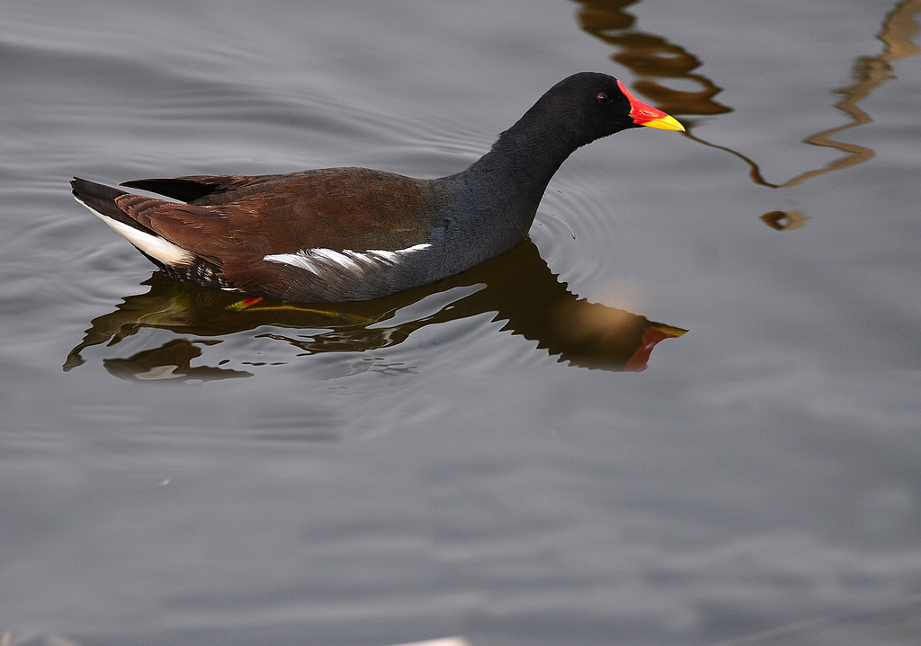 DSC_3647  4.jpg