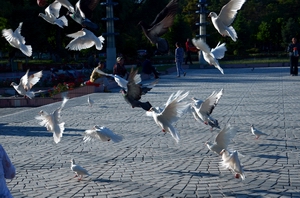 ����   ������