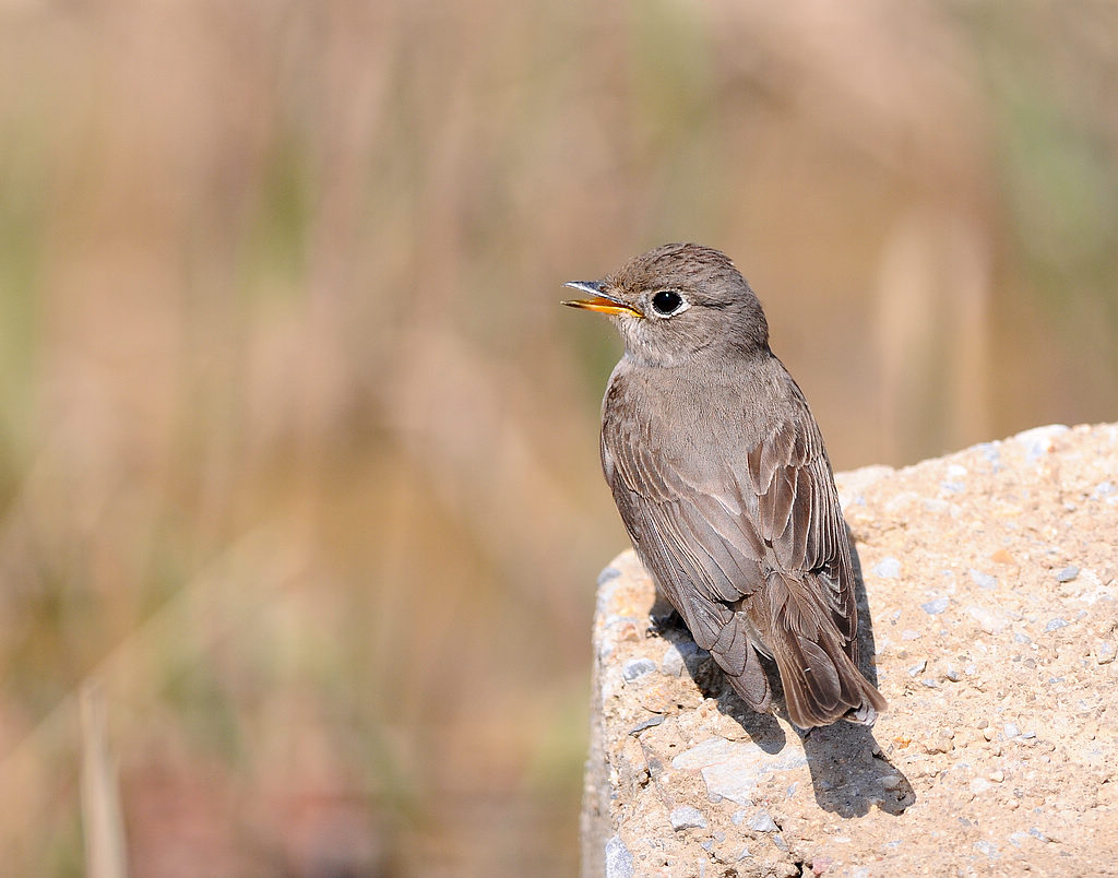 DSC_4756.jpg