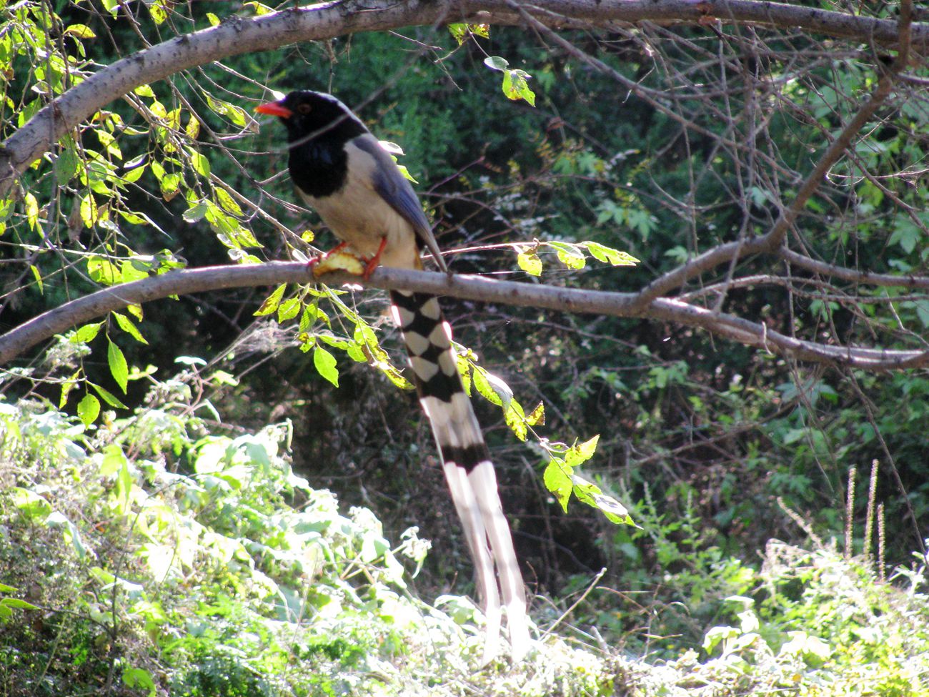 IMG_9952.JPG