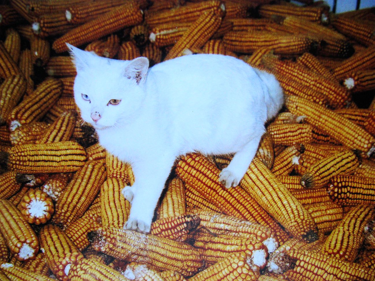 IMG_9601 - ����_����.jpg