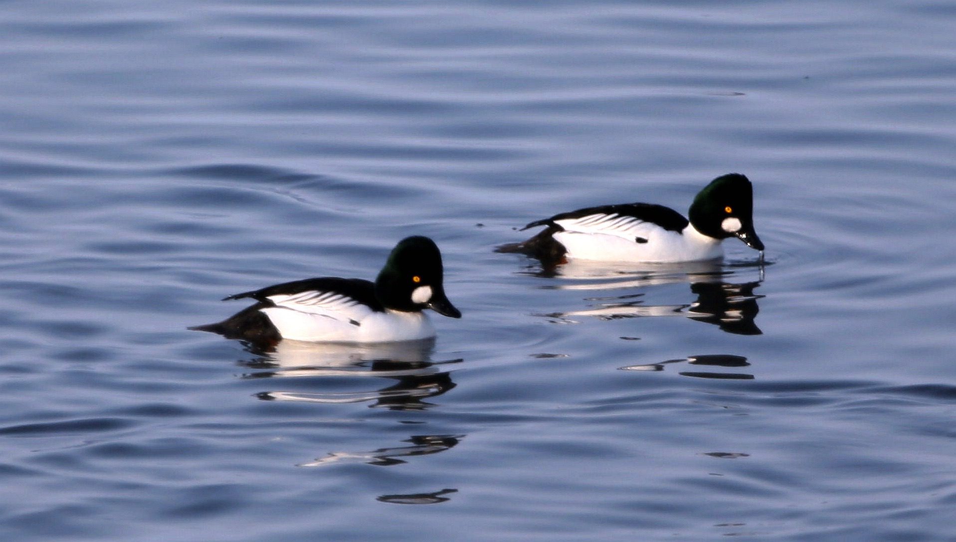 ����ȵѼ��˫�� (2).jpg