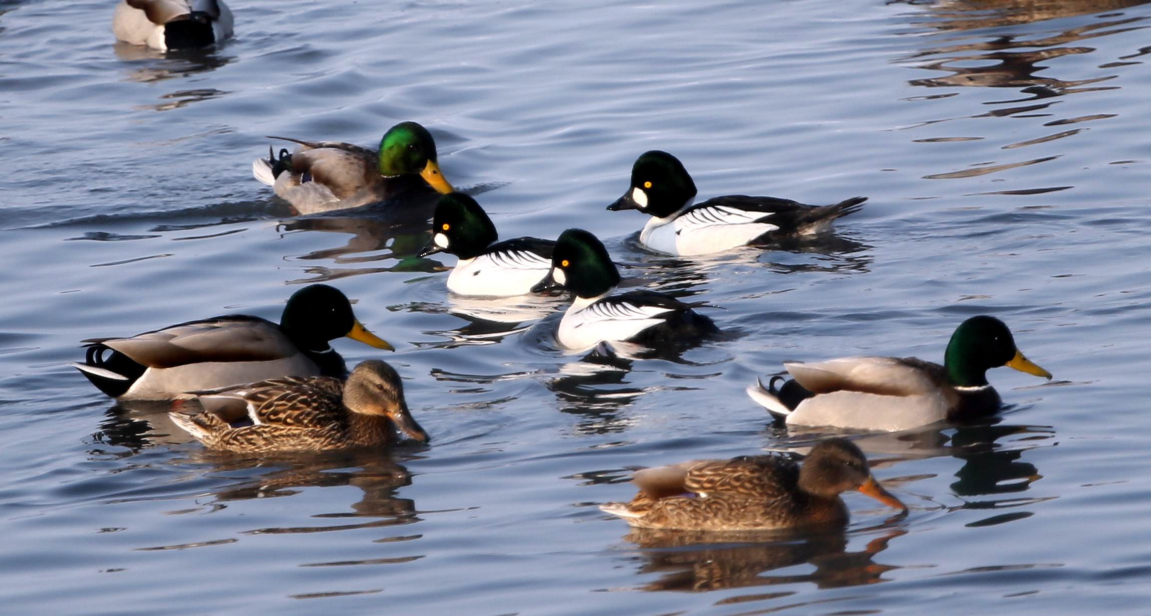 ʯ�����ѵ�һ���Ľ���ȵѼ (2).jpg