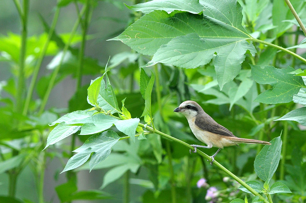 DSC_0161.jpg