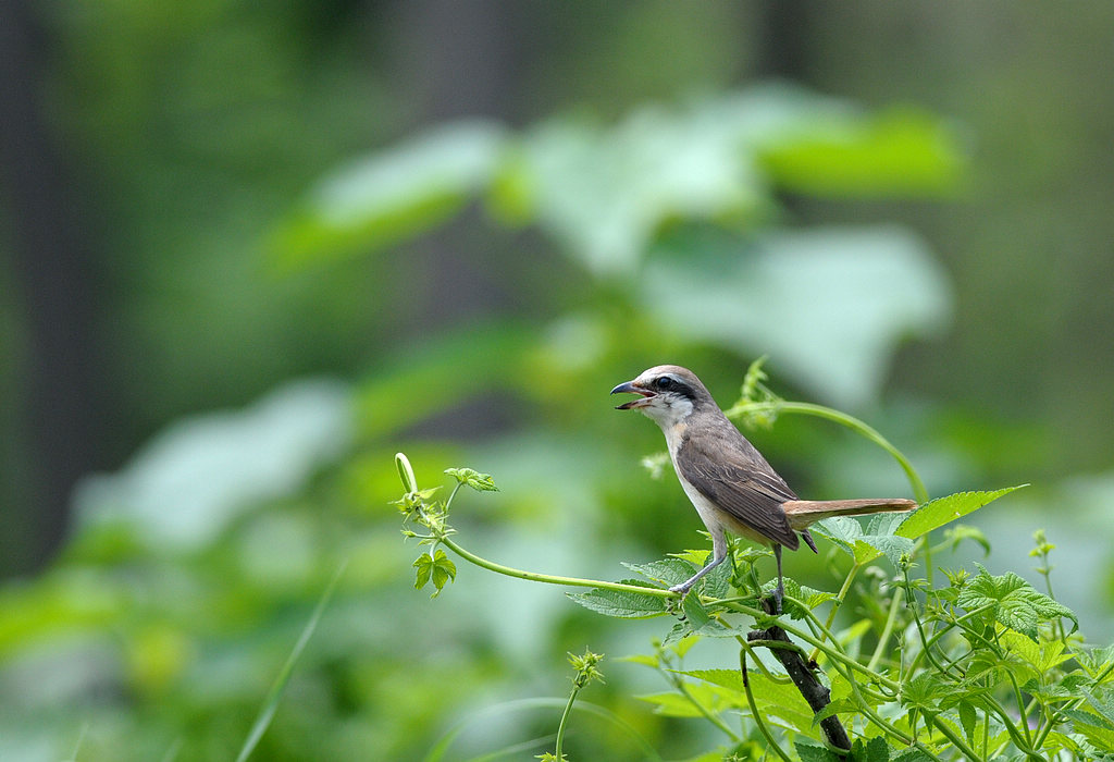 DSC_0187.jpg