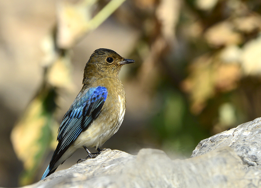 DSC_9334.jpg
