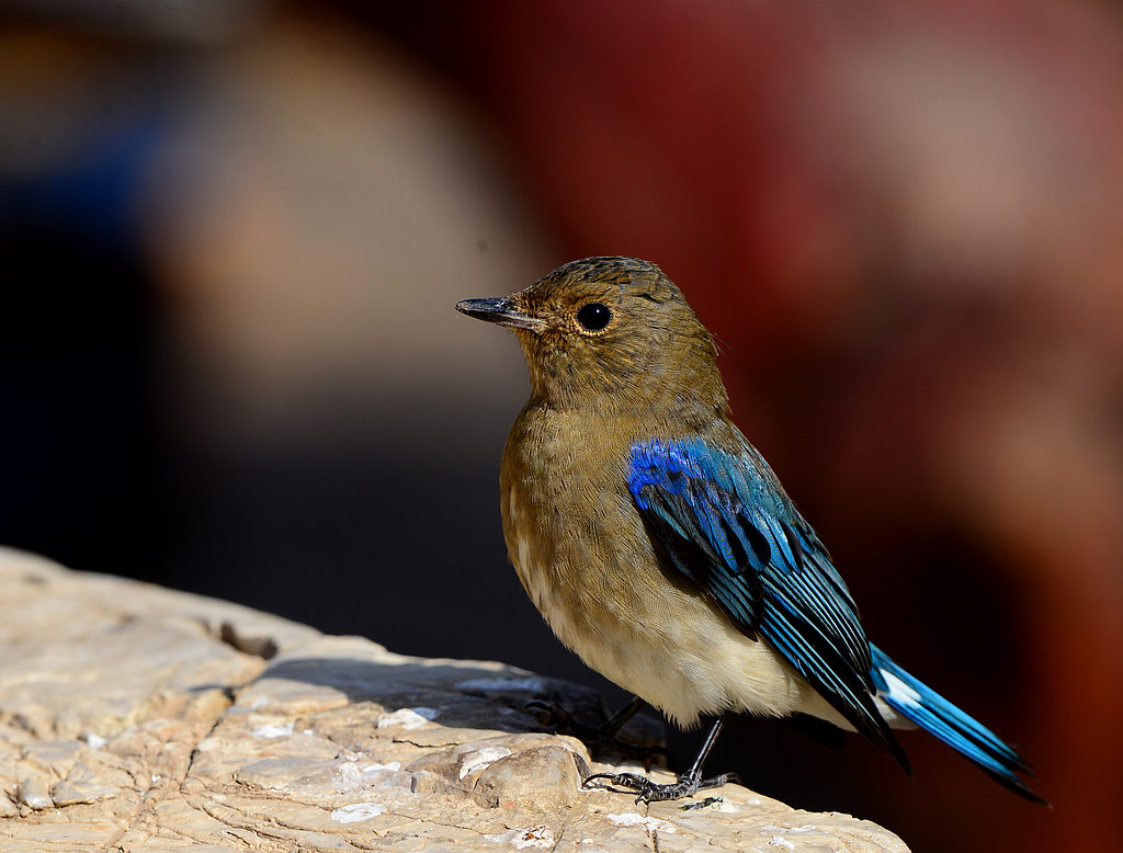 DSC_9361.jpg