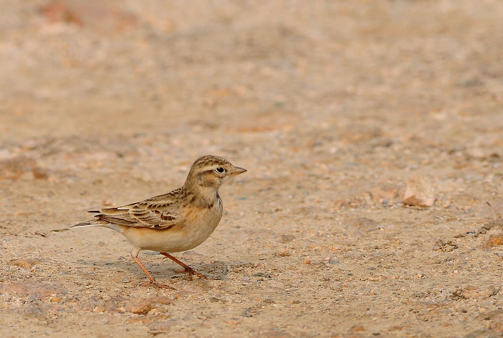 DSC_3431.jpg