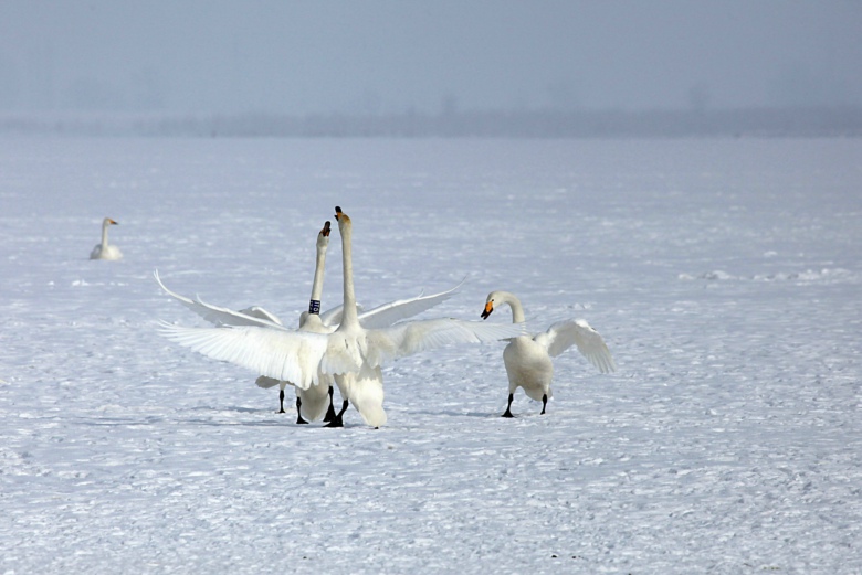 ����һ����