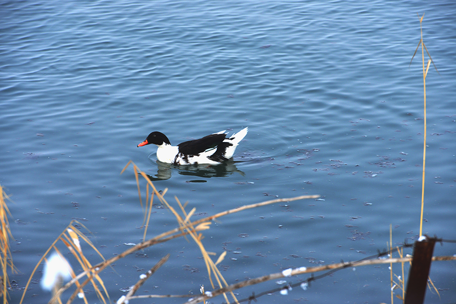 ����ʲôѼ��