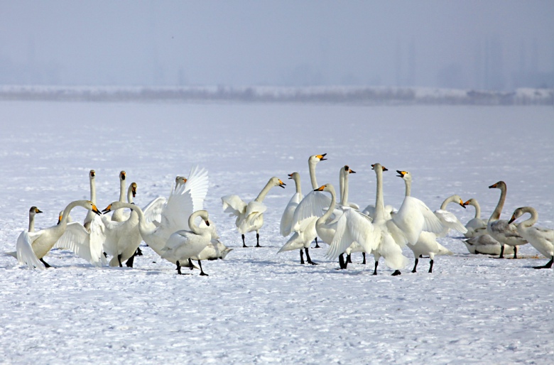 �������衣