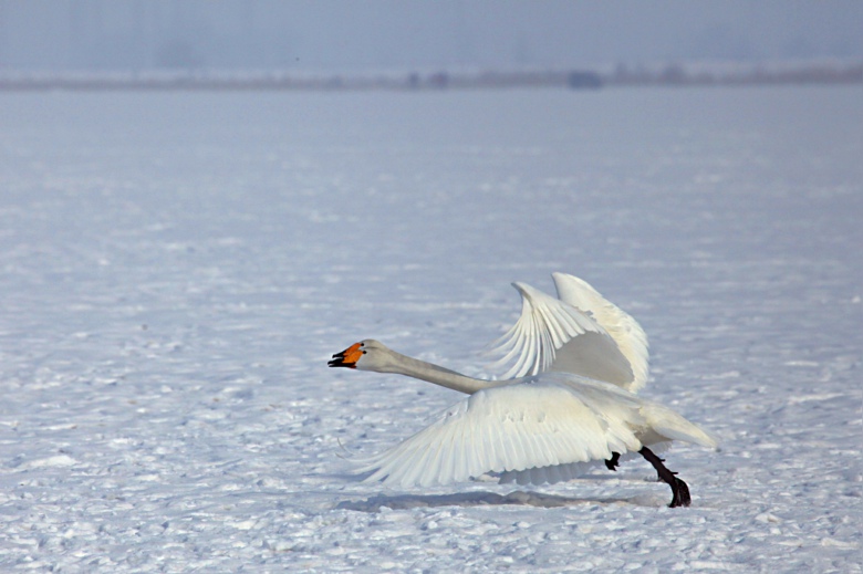 ����˫�ɡ�