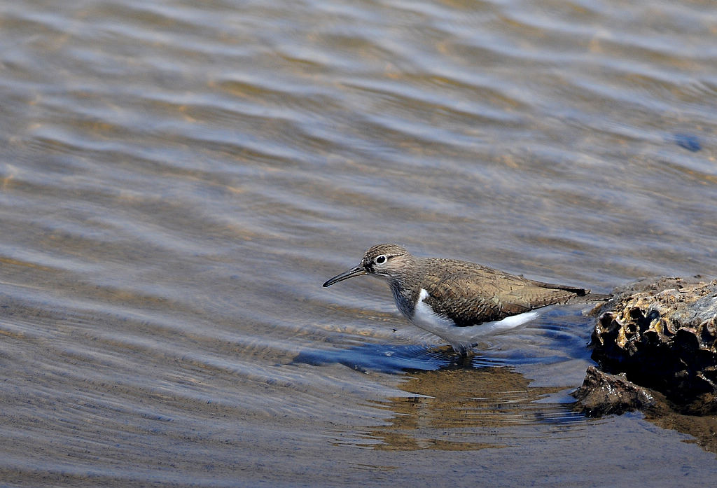 DSC_4708.jpg