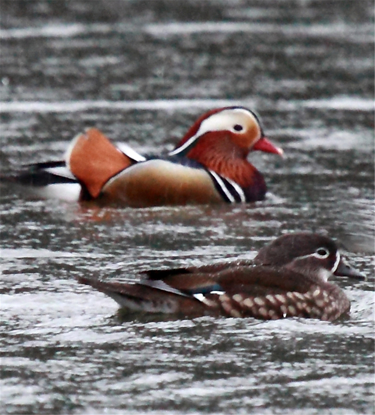 ��˫�ɶԵ�ԧ�� (1).jpg