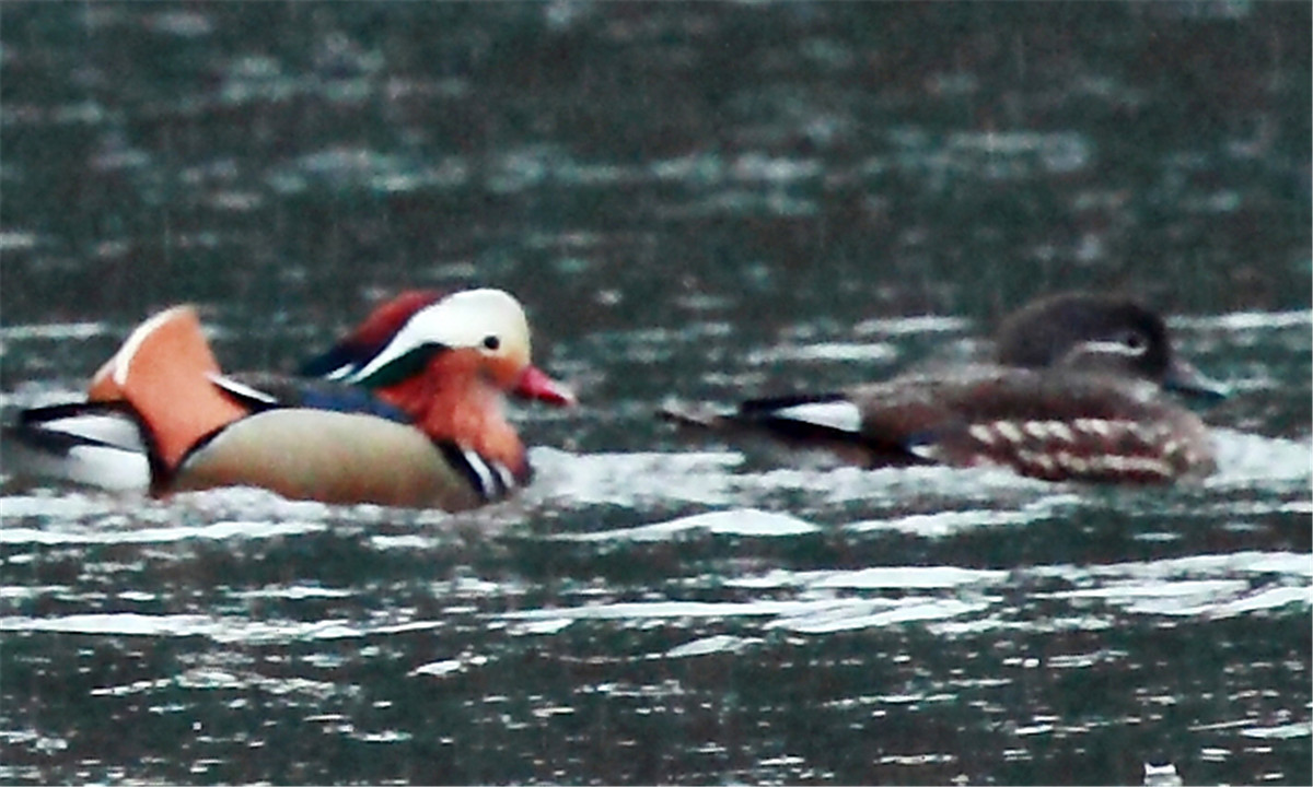 ��˫�ɶԵ�ԧ�� (2).jpg