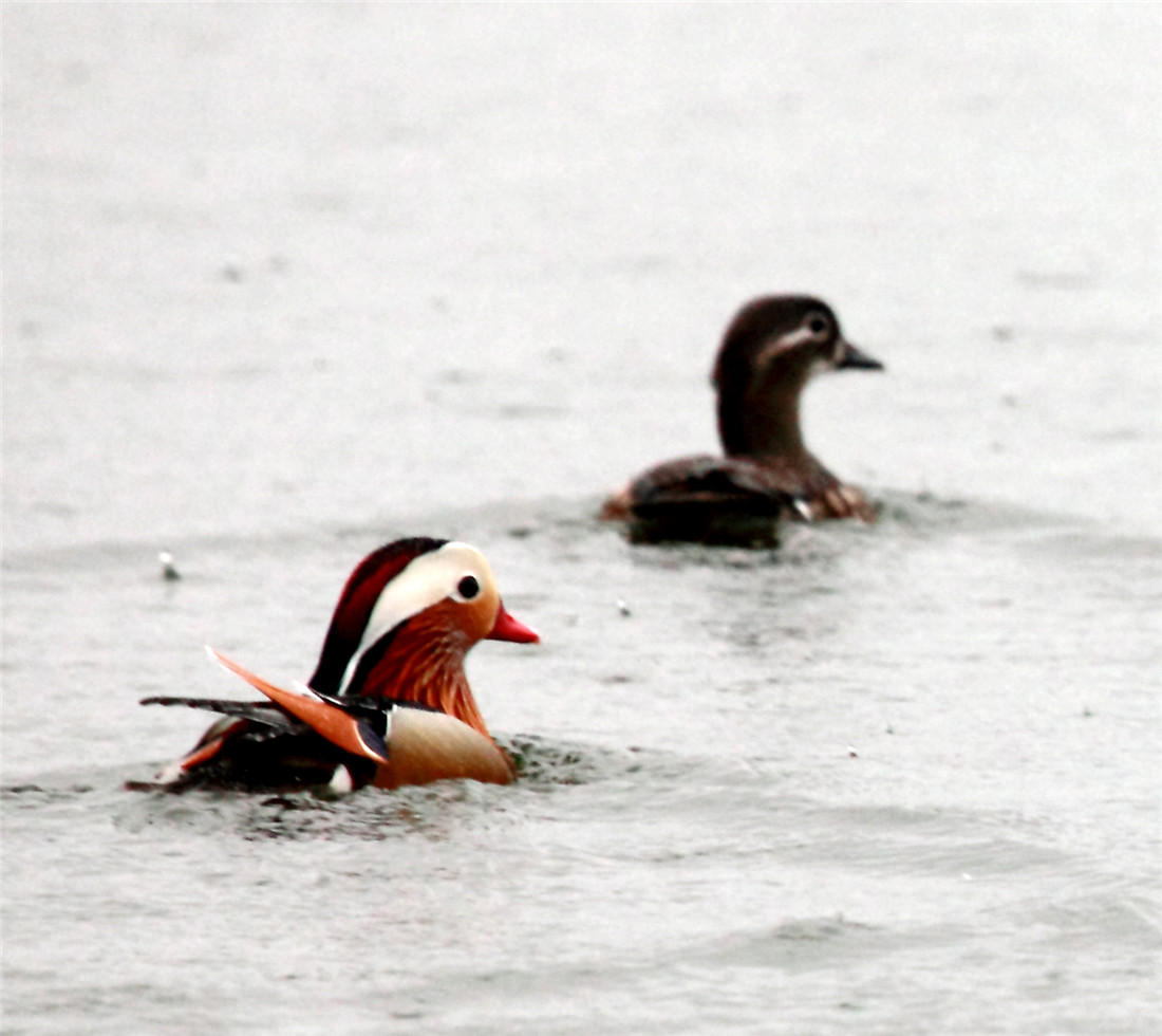 ��˫�ɶԵ�ԧ�� (3).jpg