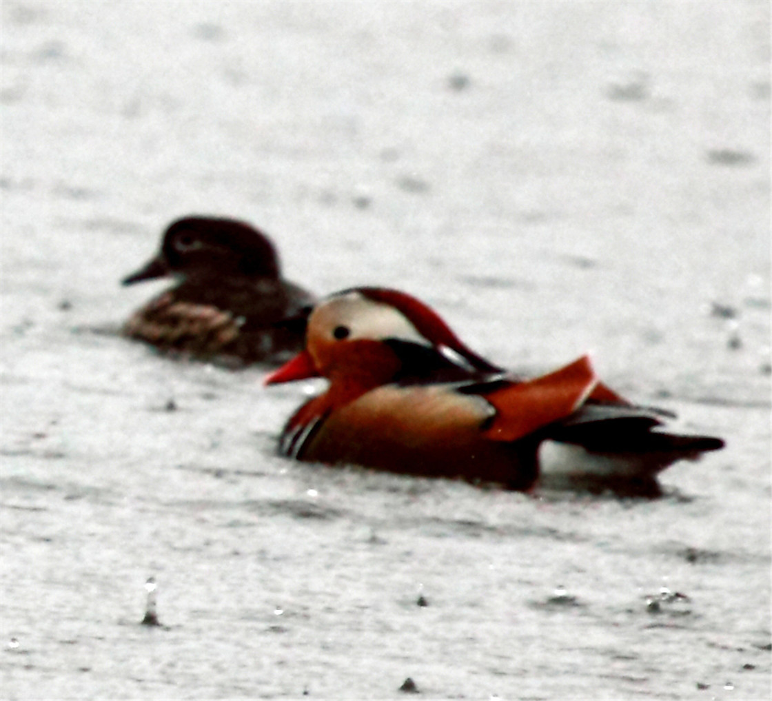 ��˫�ɶԵ�ԧ�� (5).jpg