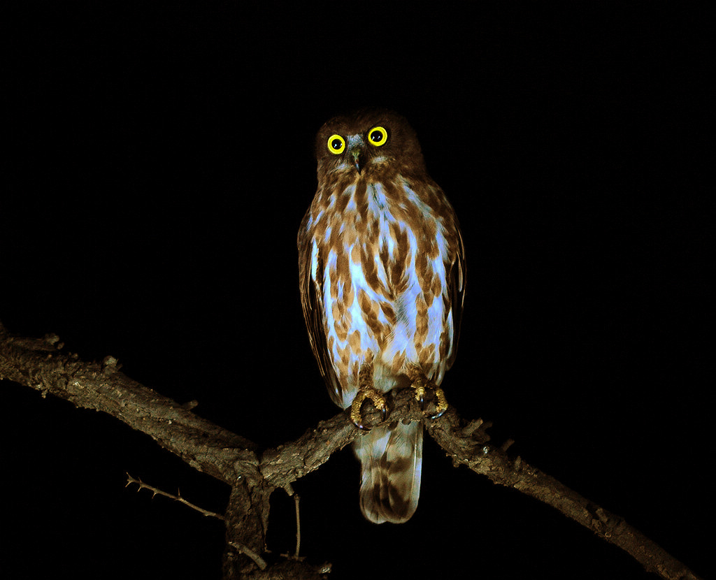 4ӥ^DSC_0446.jpg
