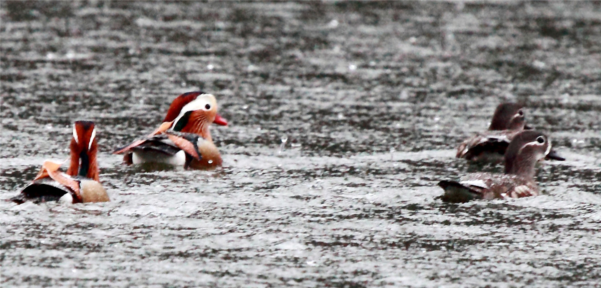 ����ԧ�� (2).jpg