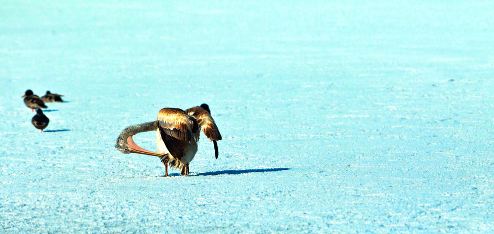 ���� _N8E2023.JPG