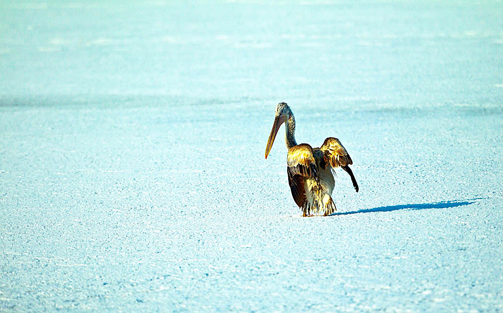 ���� _N8E1795.JPG