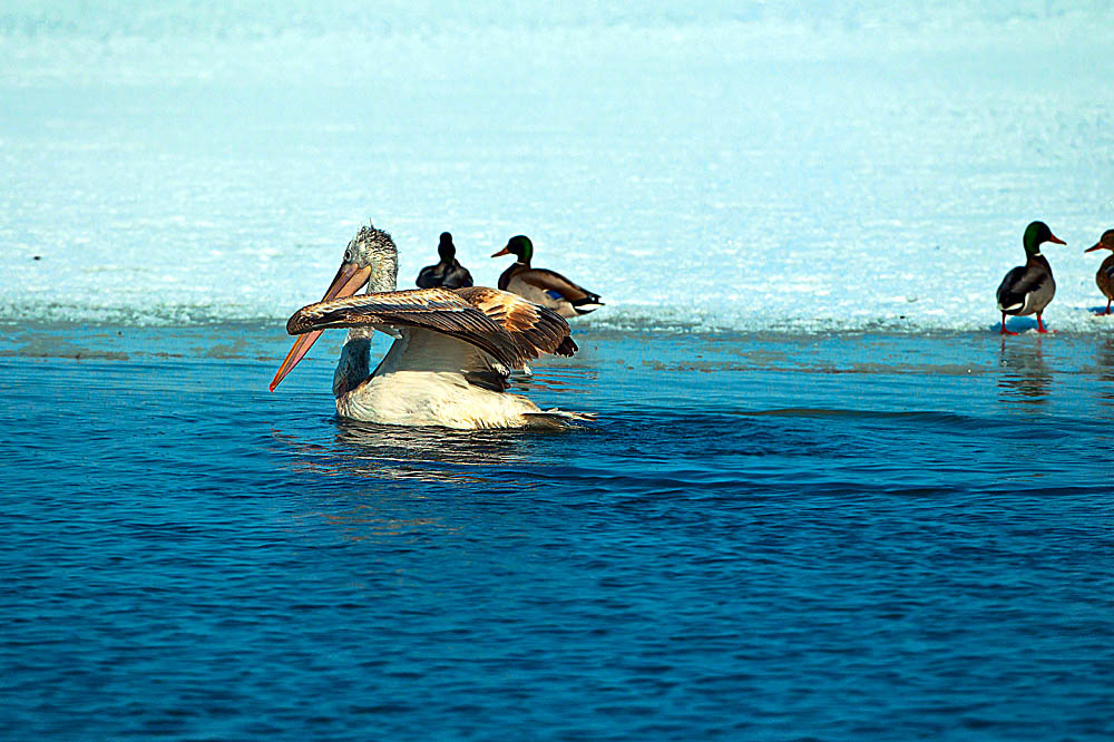 ���� _N8E1984.JPG