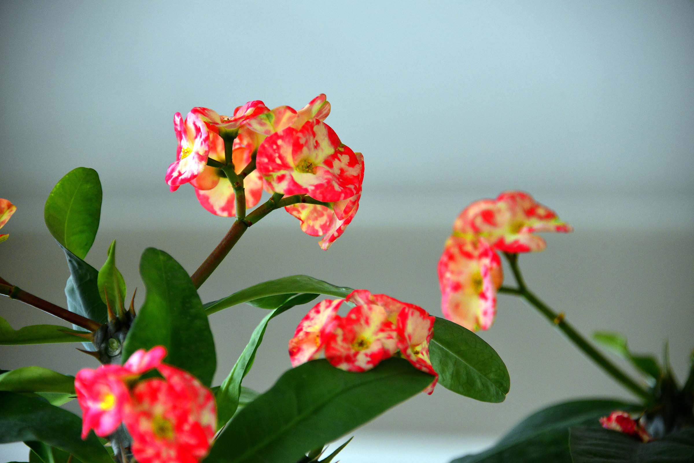 28300�Ծ�ͼƬ (5).jpg