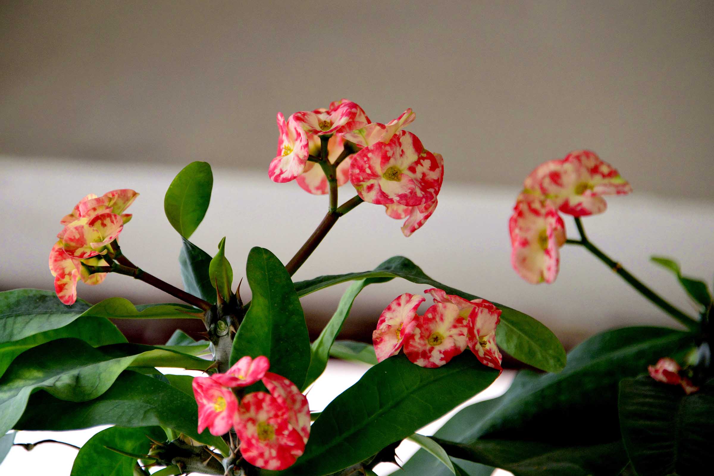 28300�Ծ�ͼƬ (6).jpg